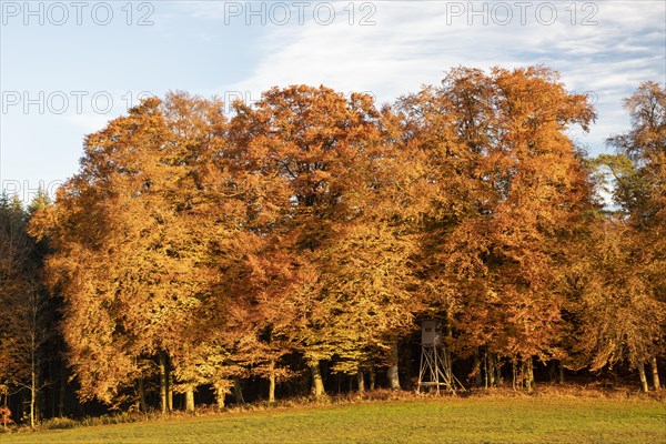 Colourful autumn colours in the forest near Liggeringen