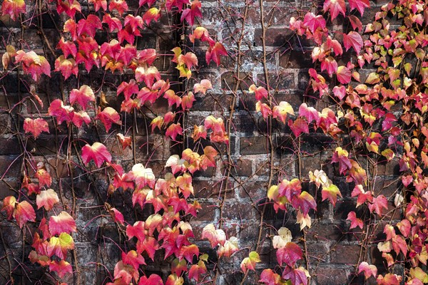 Wild vine (Parthenocissus tricuspidata)