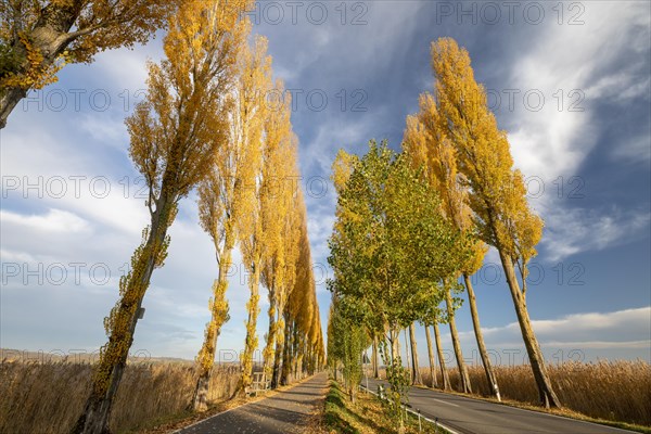 Colourful autumn leaves in the afternoon on the avenue to Reichenau Island