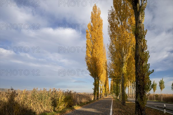 Colourful autumn leaves in the afternoon on the avenue to Reichenau Island
