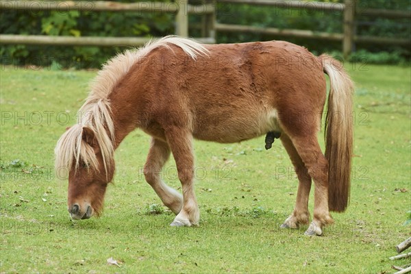 Shetland pony on a meadow
