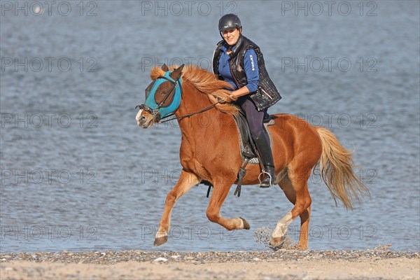 Female rider with Icelandic horse