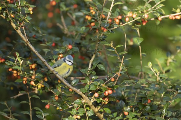 Blue tit (Cyanistes Caeruleus) adult bird on a Cotoneaster tree with red berries