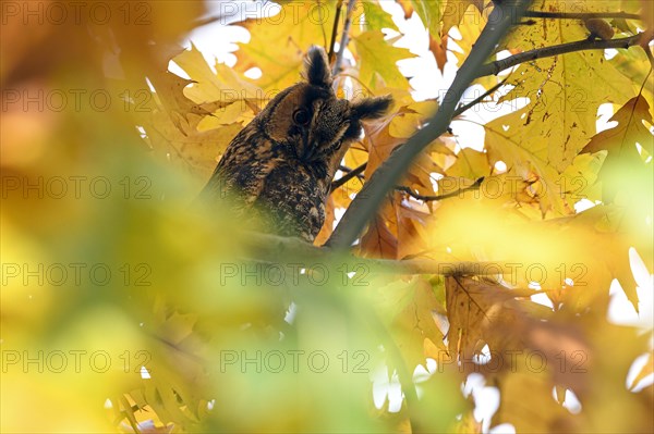 Long-eared owl (Asio otus)