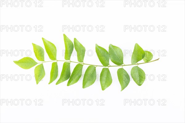 Fresh curry leaves (Murraya koenigii or Bergera koenigii) isolated on white background