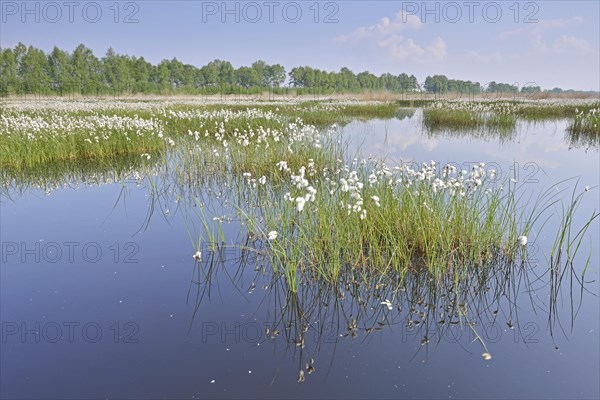 Sheath and narrow-leaved cotton grass (Eriophorum vaginatum and Eriophorum angustifolium) in a bog