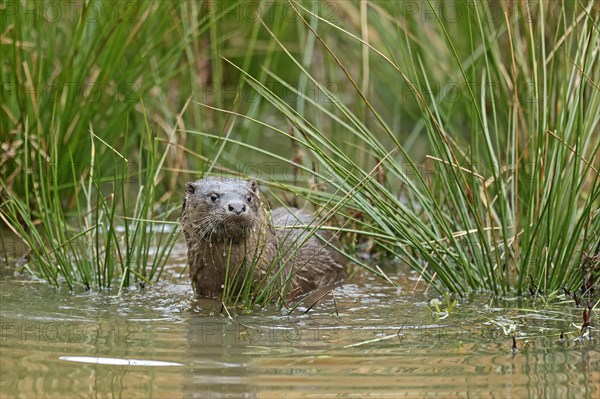 Young european otter (Lutra lutra)