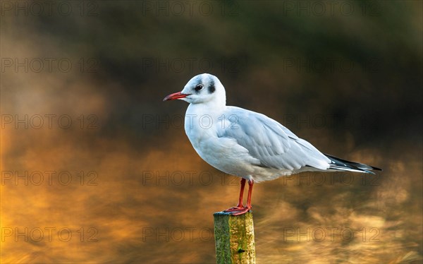 Black-headed Gull (Chroicocephalus ridibundus) in winter time Devon