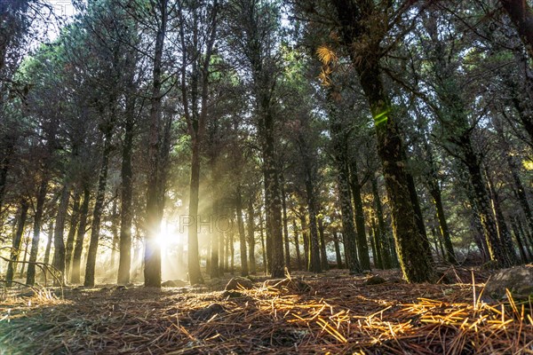 Beautiful sun rays lightening trees covered with moss in the foggy forest