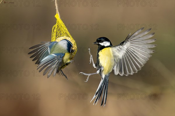 Great tit (Parus major) flies at a titmouse dumpling