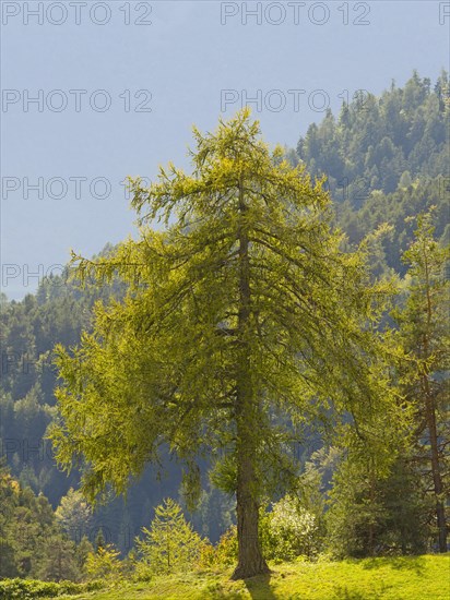 Larch meadows on the Salten