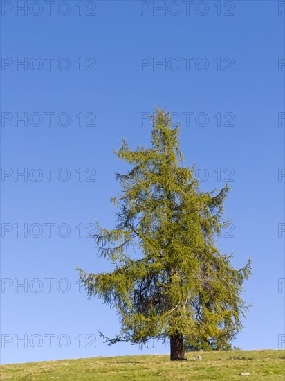 Larch meadows on the Salten