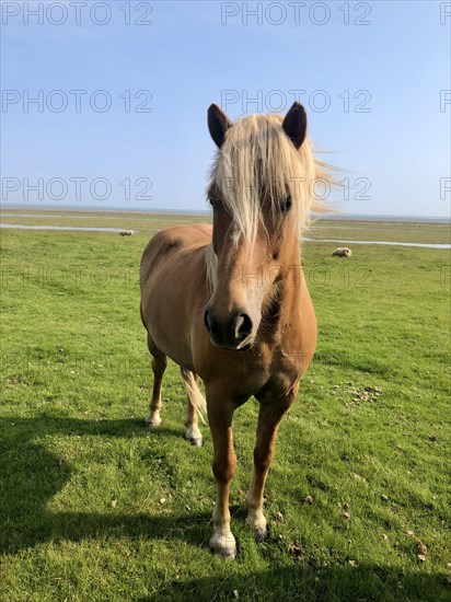 Horse on a green meadow