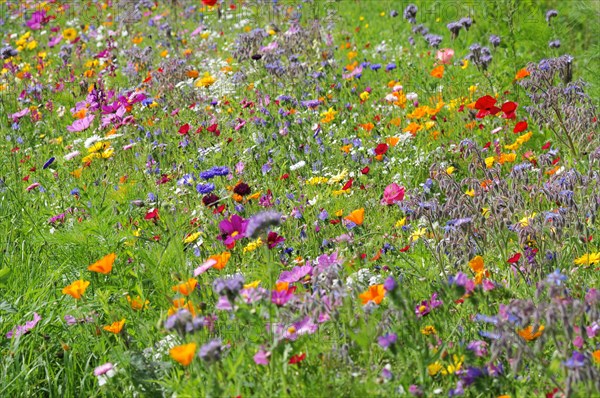 Summer flower meadow