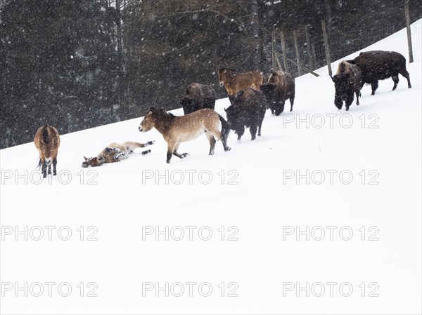 American bisons (Bos bison) and przewalski's horses (Equus przewalskii) during snowfall in winter