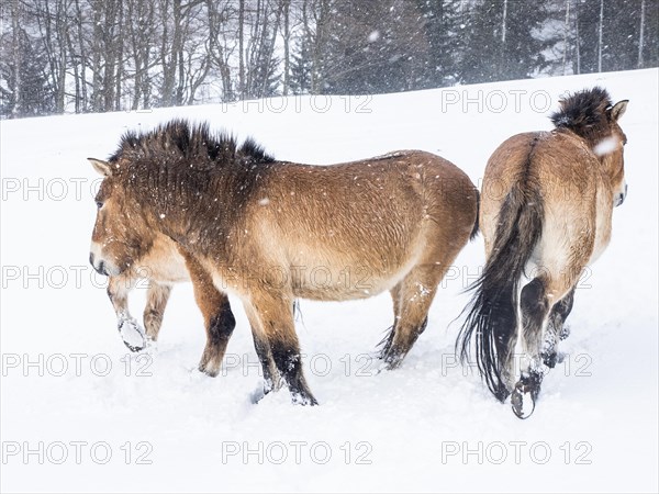 Przewalski's horses (Equus przewalskii) during snowfall in winter