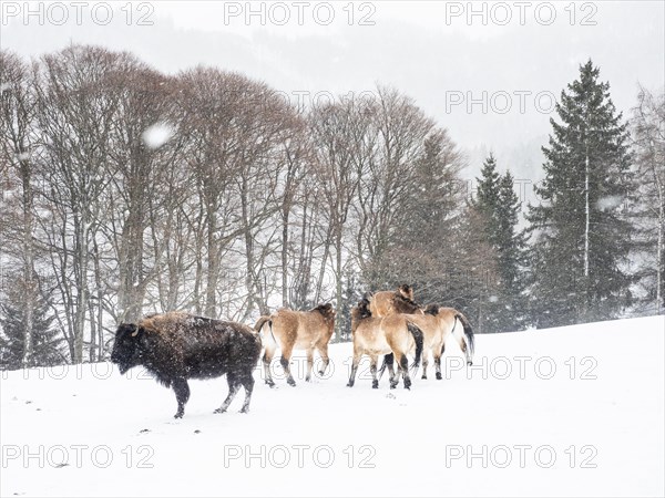 American bison (Bos bison) and przewalski's horses (Equus przewalskii) during snowfall in winter