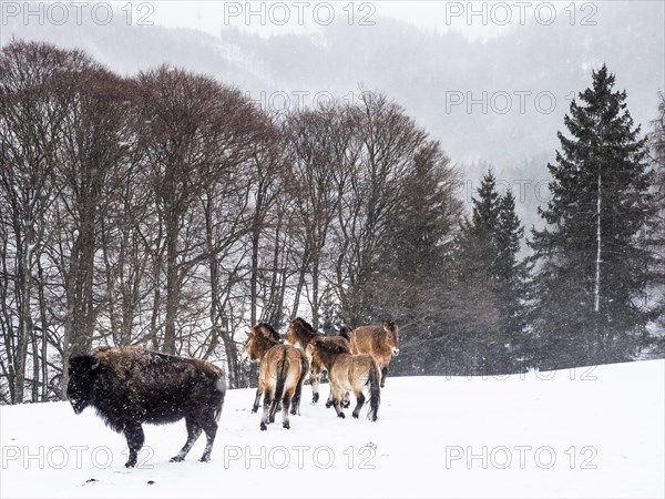 American bison (Bos bison) and przewalski's horses (Equus przewalskii) during snowfall in winter