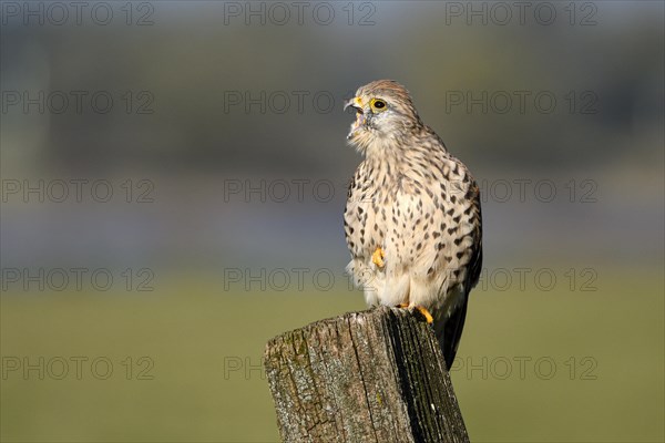 Common kestrel (Falco tinnunculus)