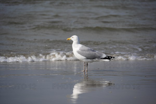 European herring gull (Larus argentatus) standing on the edge of the wave