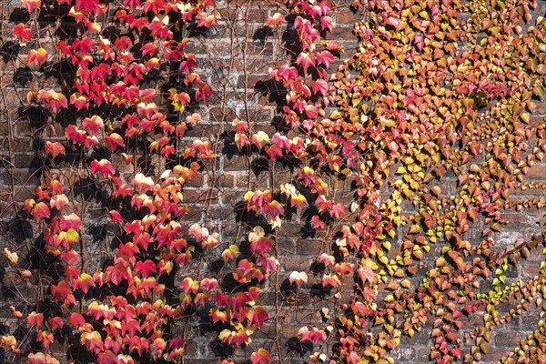 Wild vine (Parthenocissus tricuspidata)