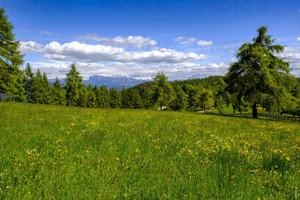 Larch meadows