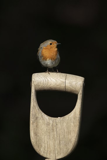 European robin (Erithacus rubecula) adult bird on a garden fork handle