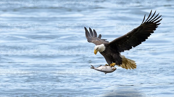 Eagle flying with a fish in its claws on the water