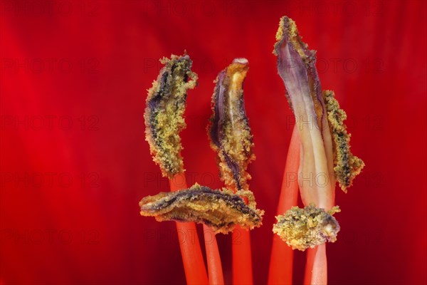 Red amaryllis