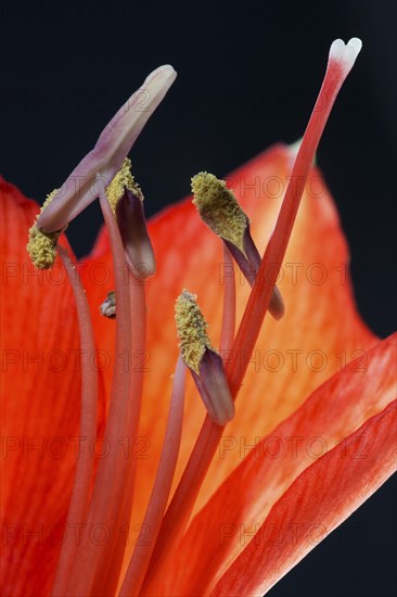 Red amaryllis