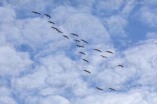 Flock of wild geese