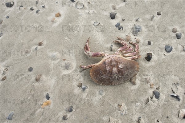 Dead european green crab (Carcinus maenas) between mussel shells on the beach
