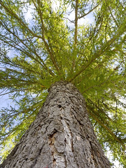 European larch (Larix decidua)