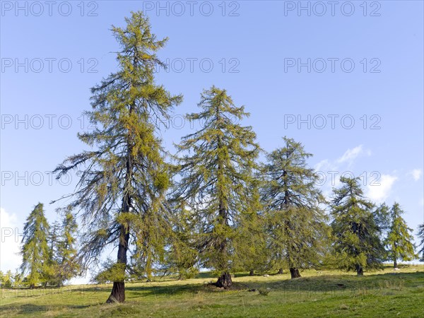 Larch meadows on the Salten