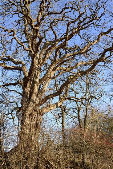 Deciduous tree