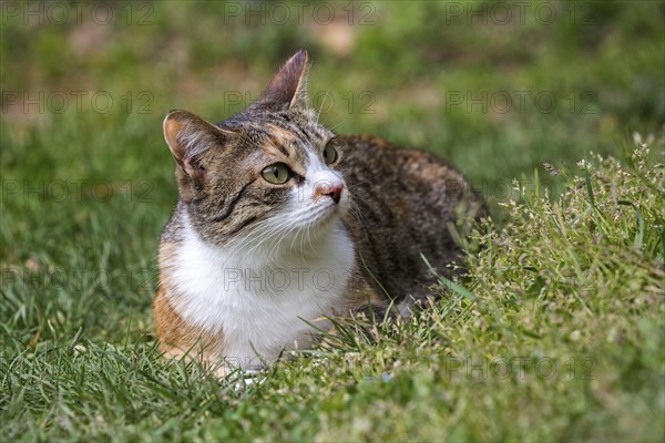 European shorthair