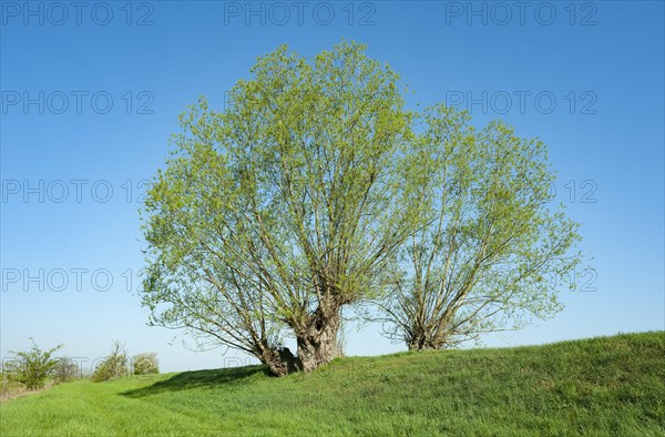 Old quaking willows (Salix fragilis) standing on a dam