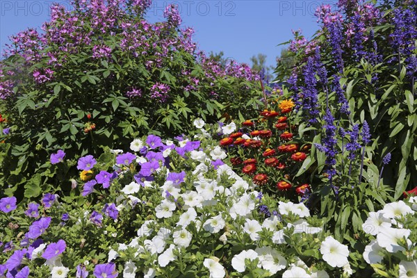 Petunias (Petunia)