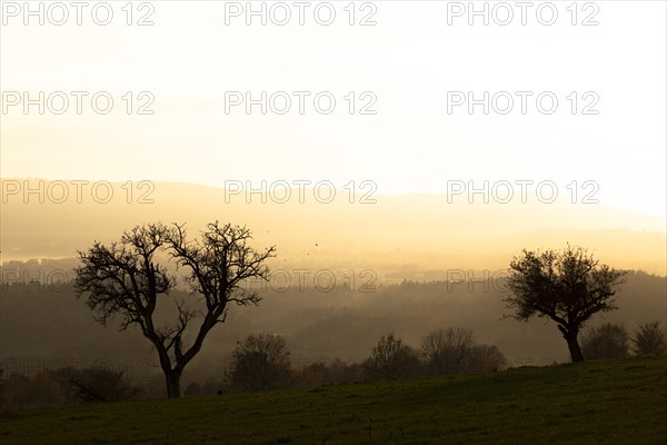 Bare trees in the forest near Liggeringen