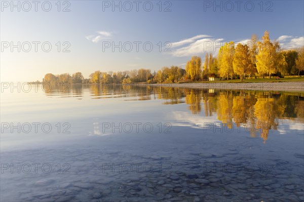 Bright autumn leaves in the afternoon on the shore in Hegne