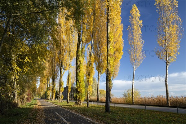 Colourful autumn leaves in the afternoon on the avenue to Reichenau Island