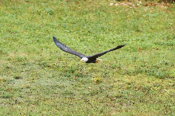 Bald eagle (Haliaeetus leucocephalus) flying over a meadow
