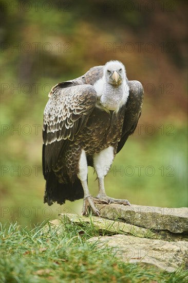 Griffon vulture (Gyps fulvus) standing on a rock