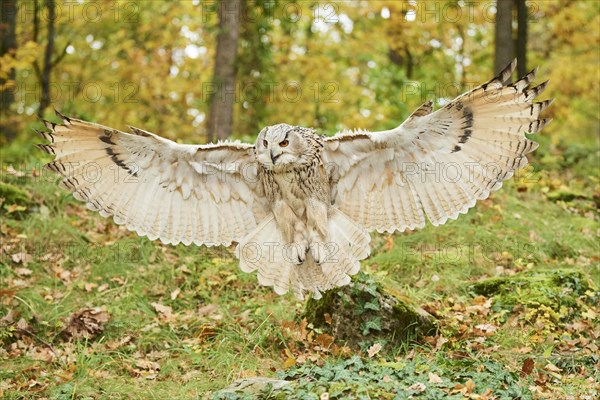 Eurasian eagle-owl (Bubo bubo) landing