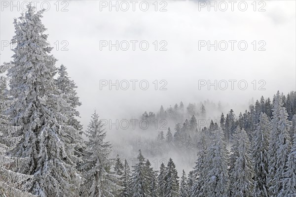 Snowy landscape