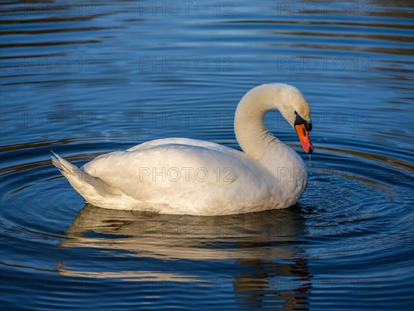Swan
