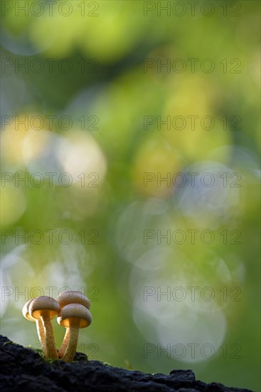 Sulphur tuft (Hypholoma fasciculare)