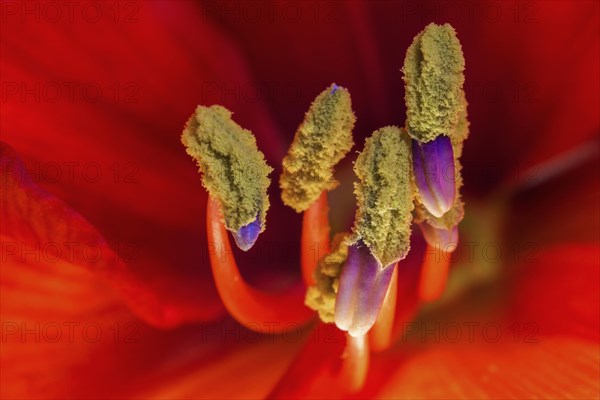 Red amaryllis