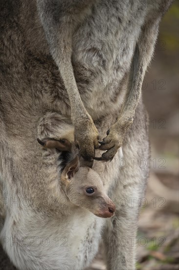 Eastern grey kangaroo (Macropus giganteus) juvenile baby joey in it's mothers pouch