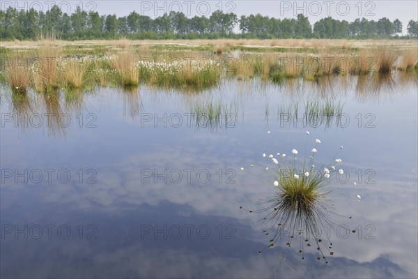 Hare's-tail cottongrass (Eriophorum vaginatum) in a bog